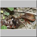 Picromerus bidens - Zweizaehnige Dornwanze attackiert Acronicta rumicis - Ampfereule 01g.jpg